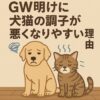 ゴールデンウィーク明けに体調を崩しやすい犬と猫を描いたイラスト。元気がなく不安そうな表情のゴールデンレトリバーとキジトラ猫が並んで座っている。背景には『GW明けに犬猫の調子が悪くなりやすい理由』という日本語の見出しテキスト。
